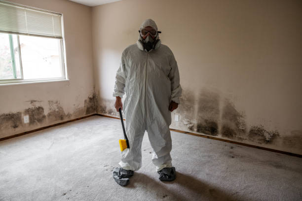 Best Emergency Mold Remediation in Maize, KS